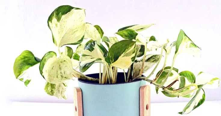 Pothos manjula plant in blue planter.