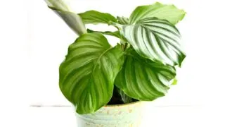 Calathea orbifolia plant.