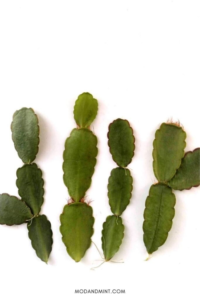 Four Easter cactus leaf cuttings with multiple segments for propagation.