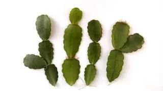 Four Easter cactus leaf cuttings.