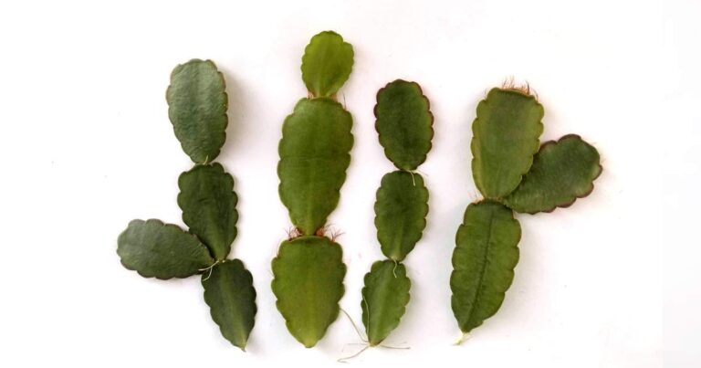 Four Easter cactus leaf cuttings.