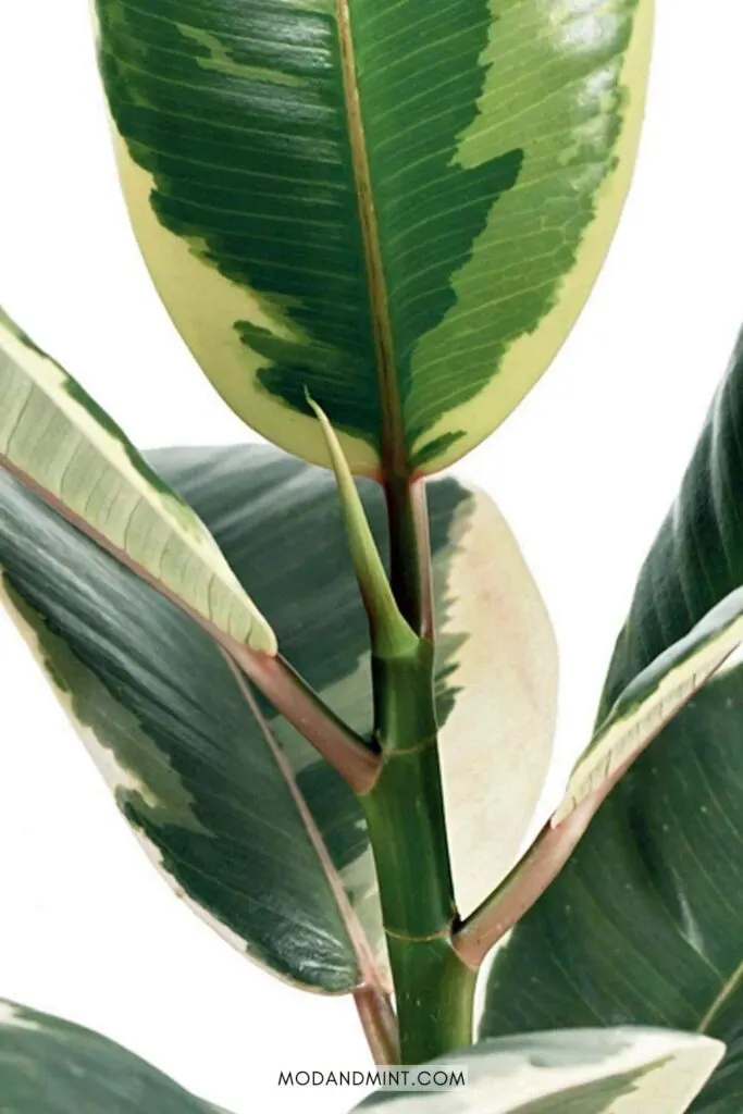 Green sheath on new leaf on a Ficus Tineke rubber tree plant.