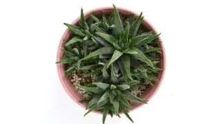 Pink planter pot filled with Haworthia plant pups, photo from above.