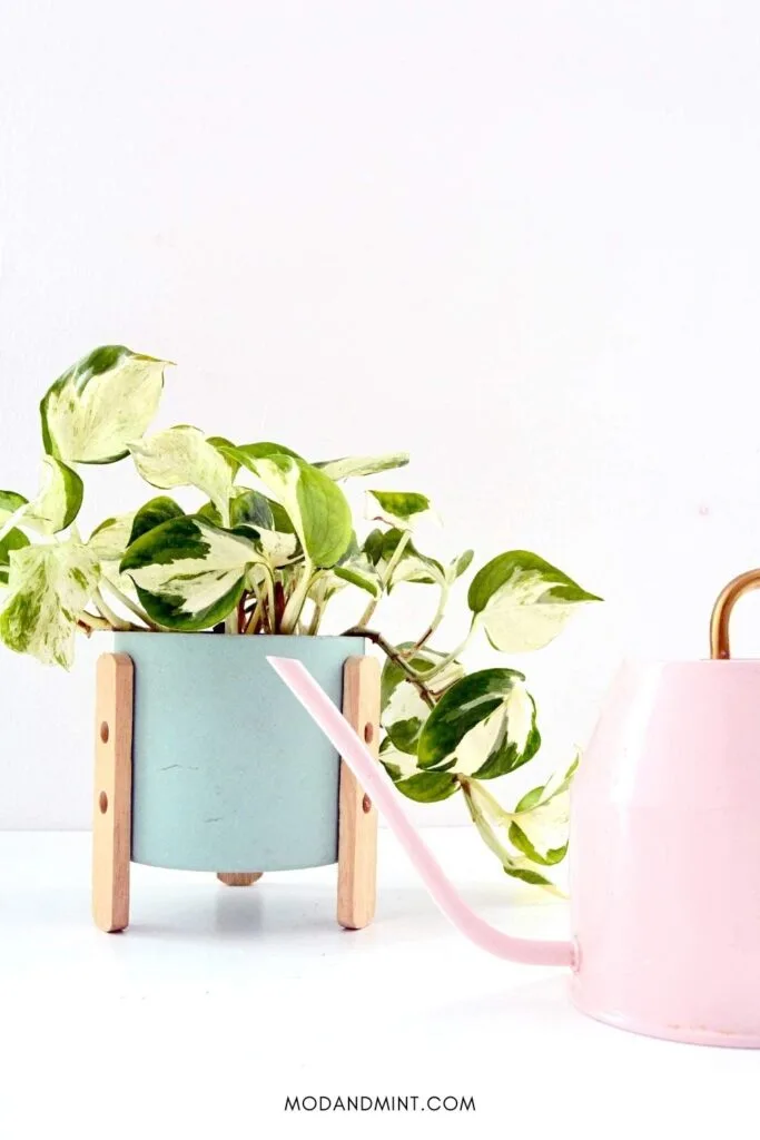 Pothos Manjula Happy Leaf plant in light blue planter with pink watering can next to it.