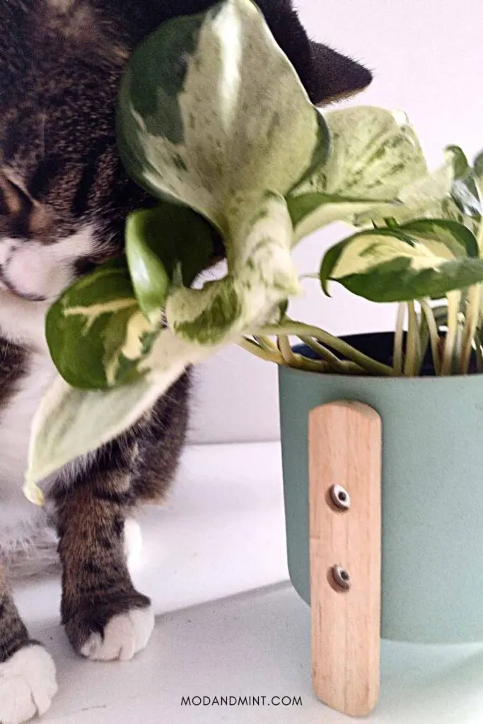 Cat rubbing up against a Pothos Manjula plant.