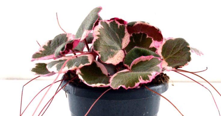 Variegated pink Strawberry Begonia