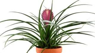 Tillandsia cyanea pink quill plant.