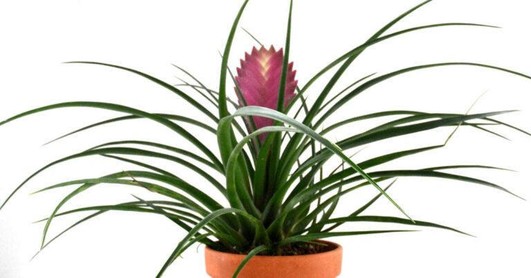 Tillandsia cyanea pink quill plant.