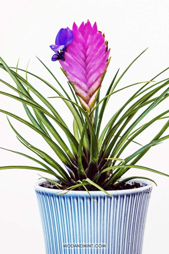 Blooming Tillandsia cyanea flower bract.