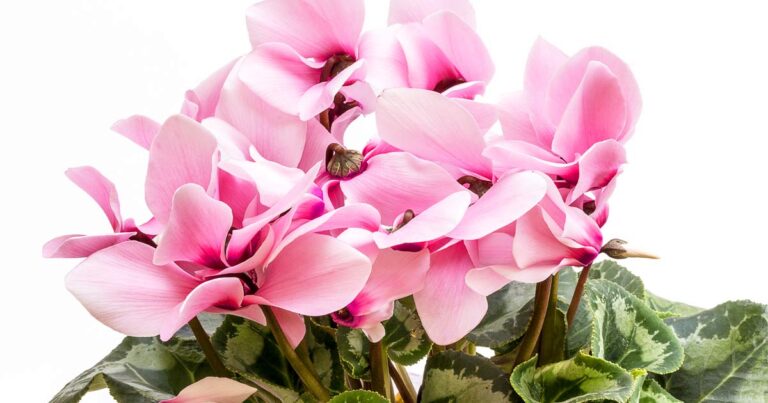 Blooming cyclamen with pink flowers.