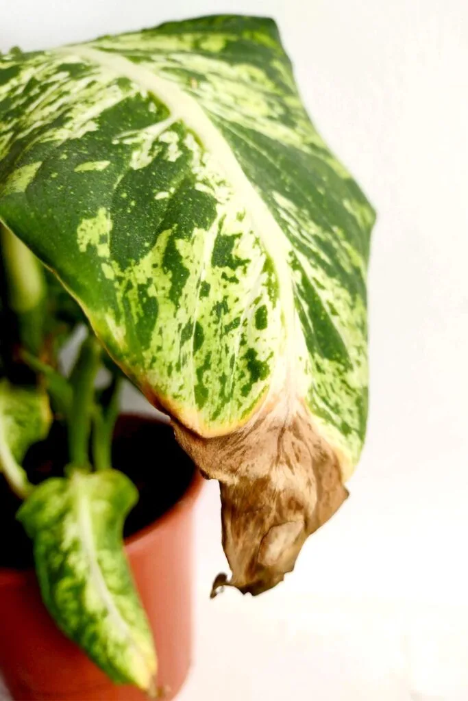 Brown leaf tip on Dieffenbachia plant.