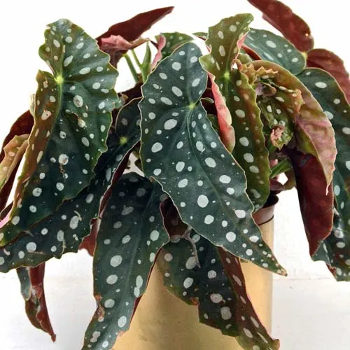Polka dot begonia plant.