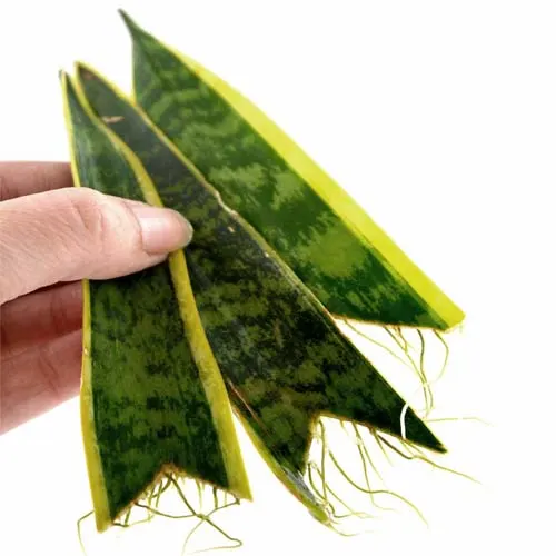 Hand holding up three snake plant cuttings rooted in water.