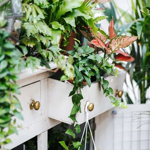 White drawers opened, filled with houseplants.