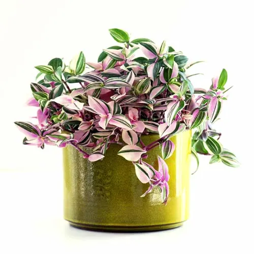 Tradescantia tricolor plant.