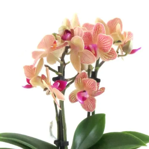 Pink orchid plant.