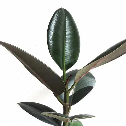 Rubber plant.