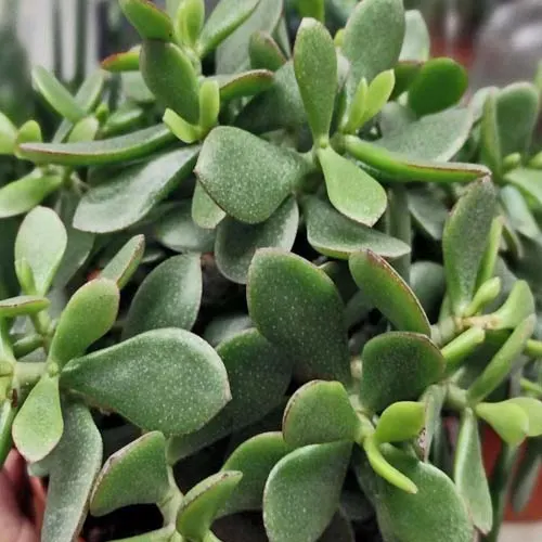Jade plant crassula ovata from above.