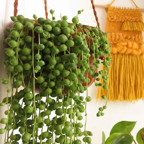 Hanging string of pearls plant with mustard yellow woven wall hanging in the background.