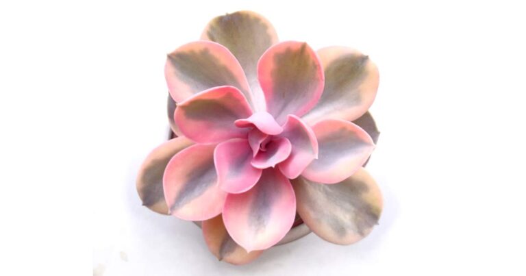 Pink Echeveria rainbow succulent from above.