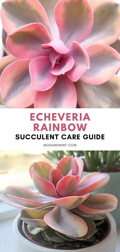 Two photos of pink Echeveria plants. Text on image Echeveria rainbow succulent care guide. Mod and mint dot com.
