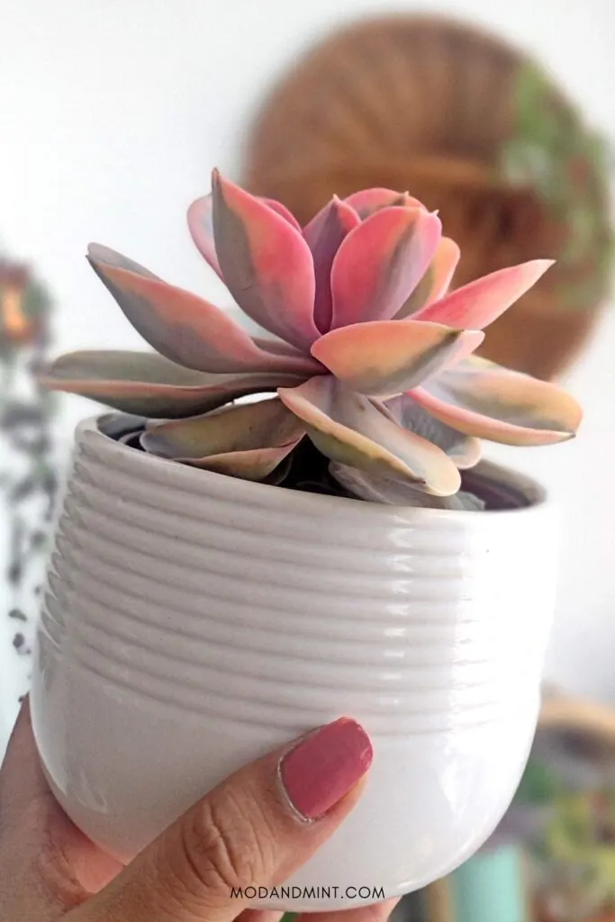 Hand holding up a pink Echeveria rainbow succulent in white container in front of indoor plant corner.