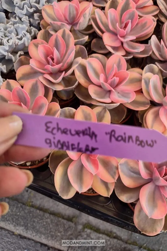 Tray filled with pink Echeveria rainbow succulents. Hand holding up purple marker with the scientific name written on it.