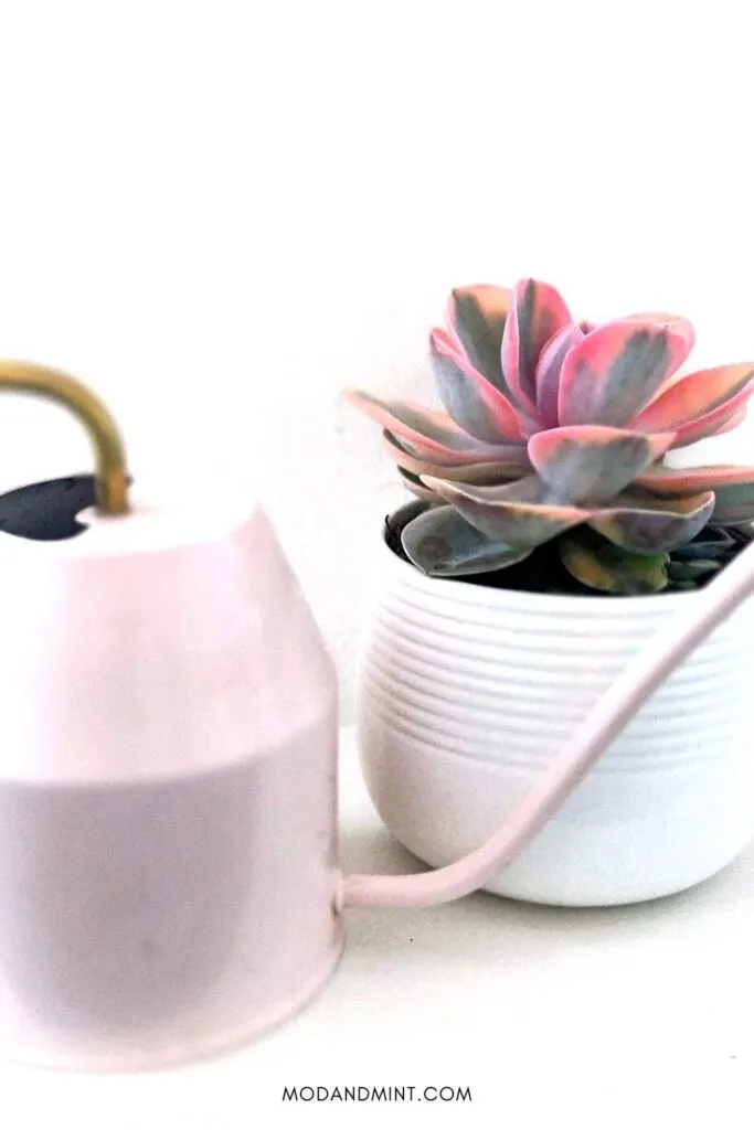 Pink variegated Echeveria rainbow succulent in white container next to a pink watering can.