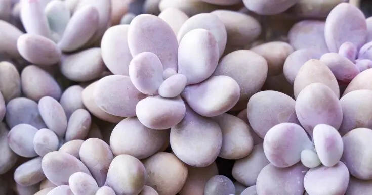 Pink moonstone succulent plant.