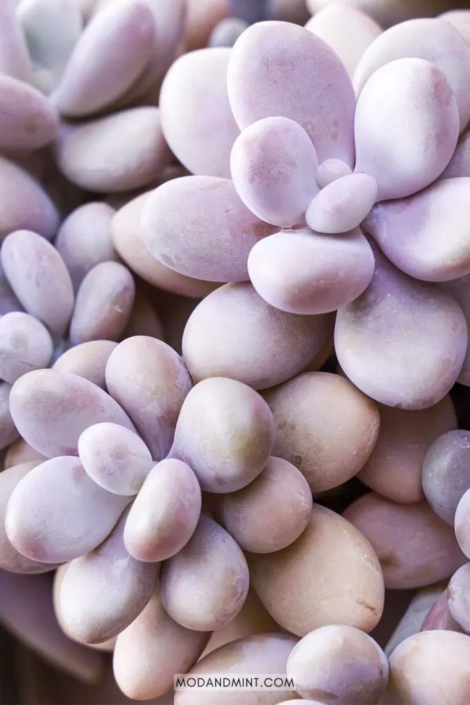 Pink Pachyphytum oviferum moonstone succulent leaves.