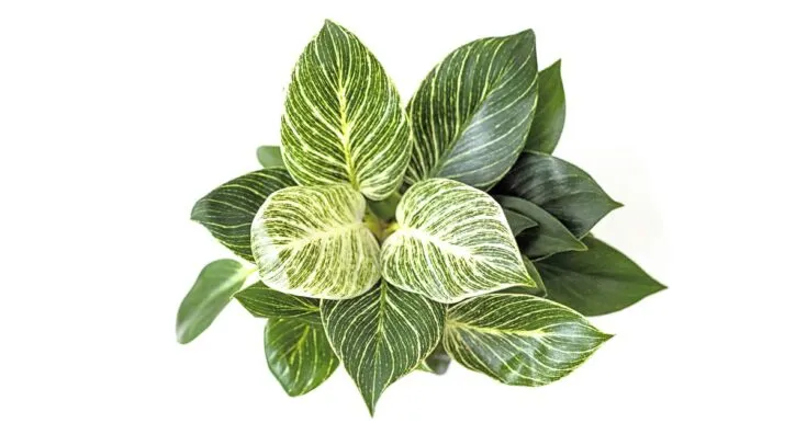 Variegated Philodendron Birkin plant from above.