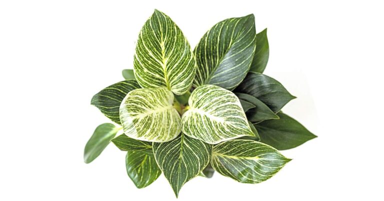 Variegated Philodendron Birkin plant from above.