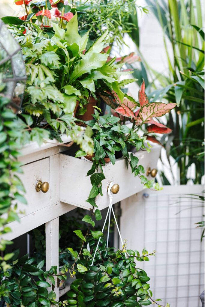 White chest of drawers filled with many plants.