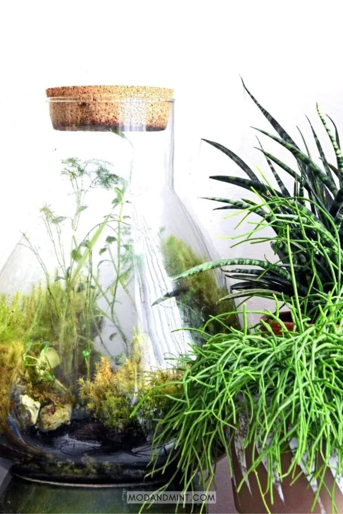 Large closed plant terrarium placed on indoor houseplant shelf.