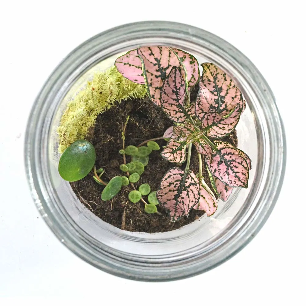 A variety of plants inside glass terrarium jar, photographed from above.
