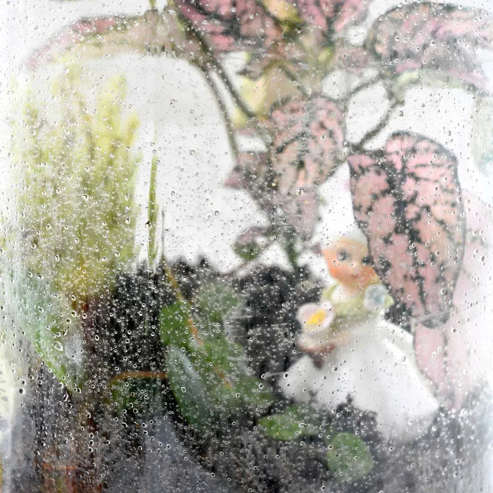 Moisture drops on the inside of glass plant terrarium.