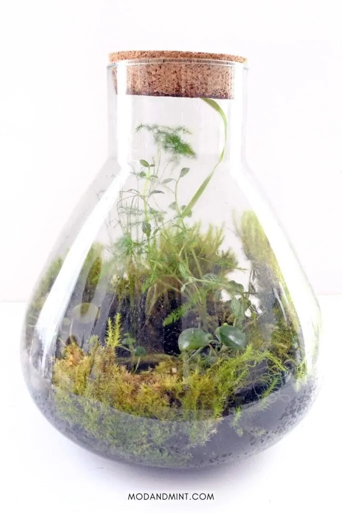 Large, established indoor plant terrarium with many mature plants and cork lid on top.