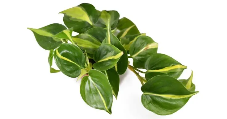 Philodendron Brasil plant photographed from above.