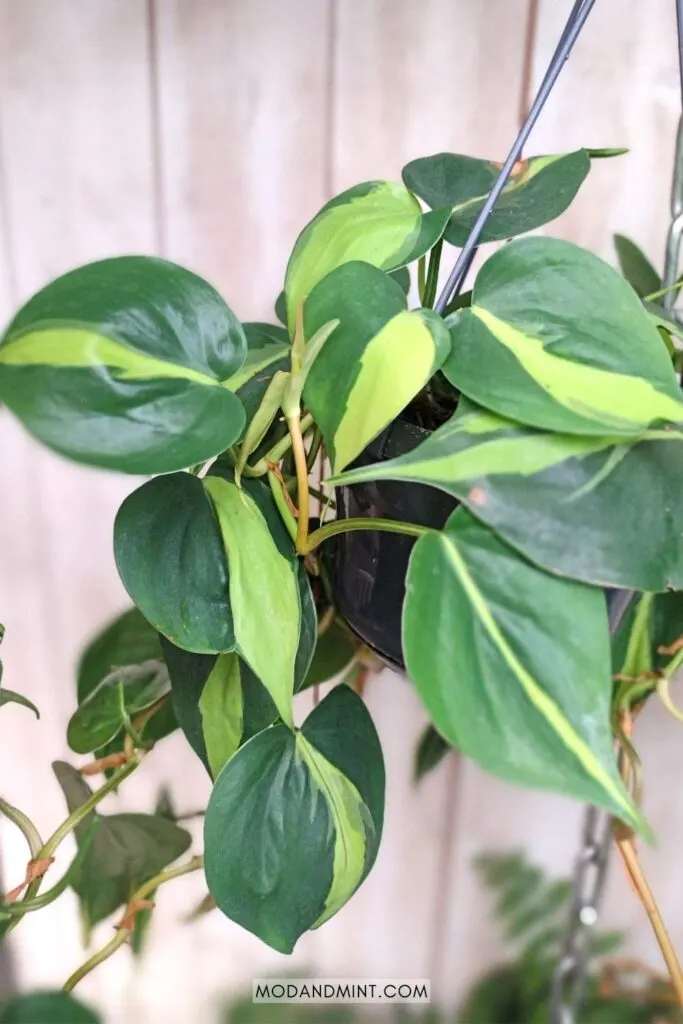 philodendron mc dowell Philodendron McDowell Aroid – Let's Grow Florida main image 1