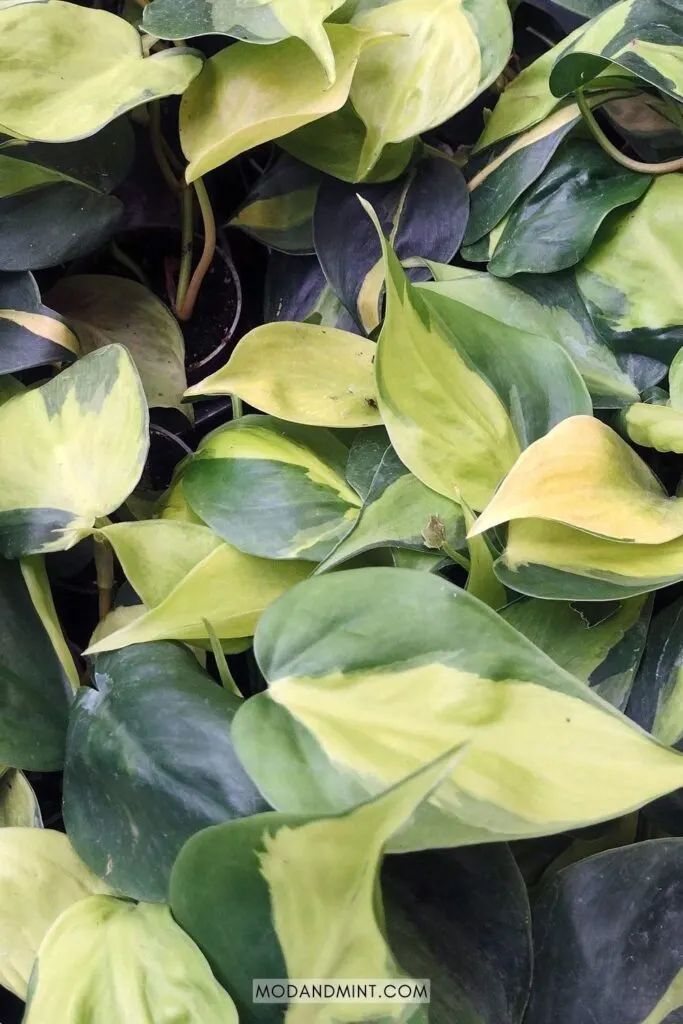 Philodendron Brasil green and yellow leaves.