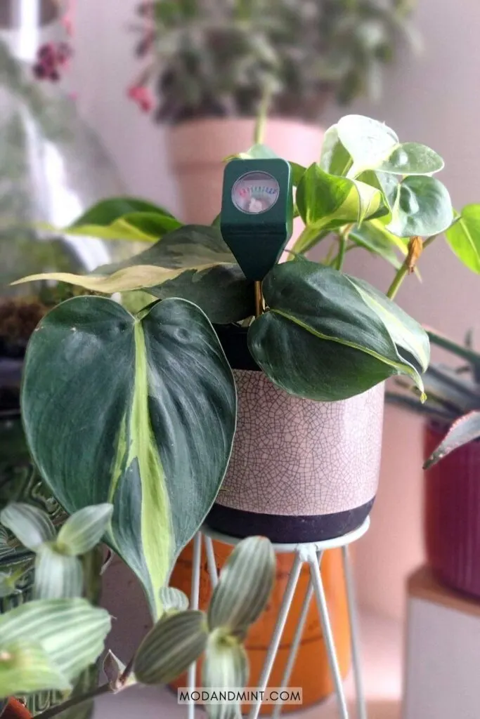 Moisture meter inserted in pot of Philodendron brasil plant with other houseplants in the background.
