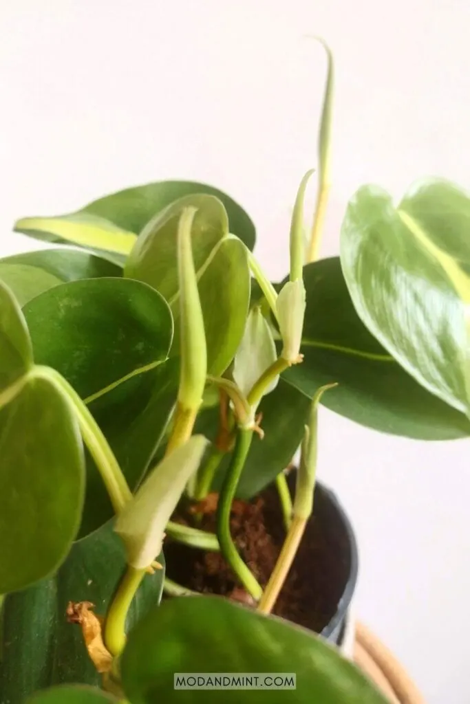New leaves unfurling on Philodendron Brasil plant.