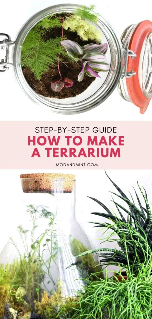 Two photos of plant terrariums. Text on image: Step by step guide how to make a terrarium. Mod and mint dot com.