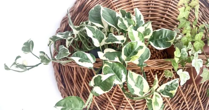 Pothos Njoy plant hanging in wicker wall planter.