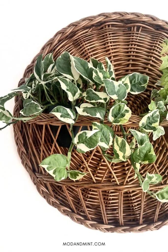Large Pothos Njoy plant hanging in round wicker wall hanger.