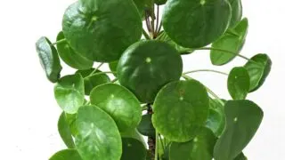 Round leaves on a Pilea peperomioides Chinese money plant.