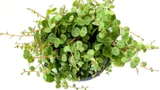 Healthy green string of turtles Peperomia prostrata plant from above.