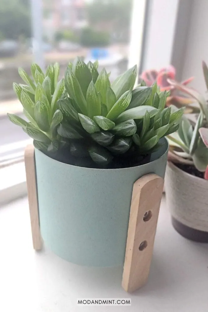 Haworthia cooperi plant in light blue planter pot on bright window sill with other succulents in the background.