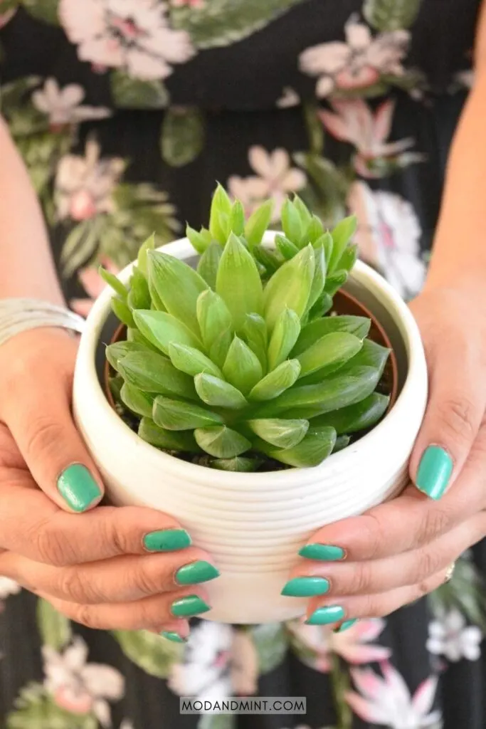 Female hands holding up a large Haworthia cooperi plant in white planter.
