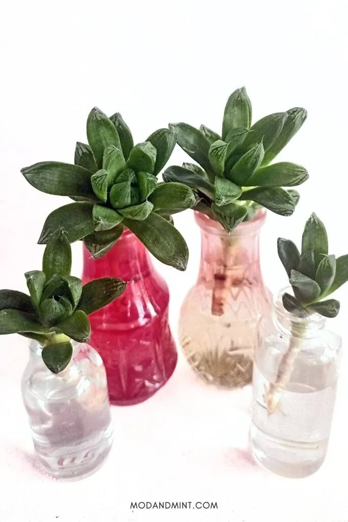 Four Haworthia Cooperi cuttings propagating in water in small pink pastel bottles.